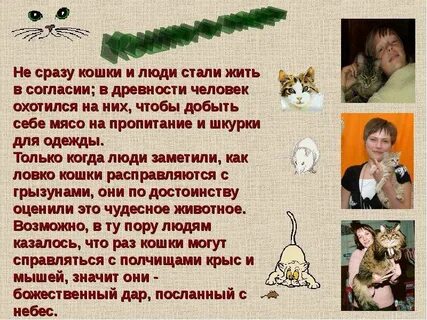 Как стать кошкой