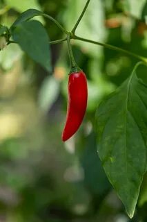 Pepper c