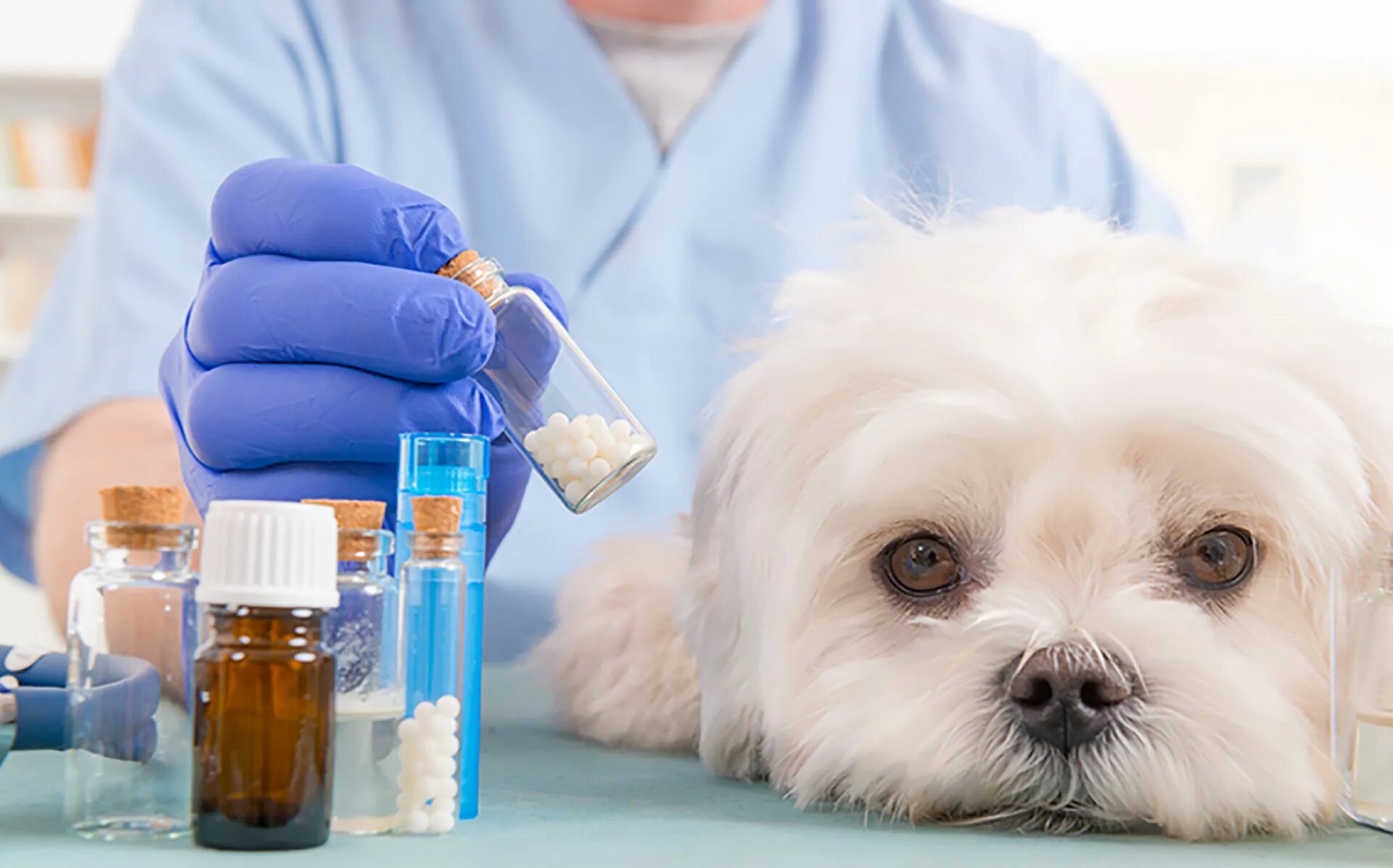 Ветеринария. Лекарственные средства в ветеринарии. Лекарства для животных. Ветеринарные лекарственные препараты.
