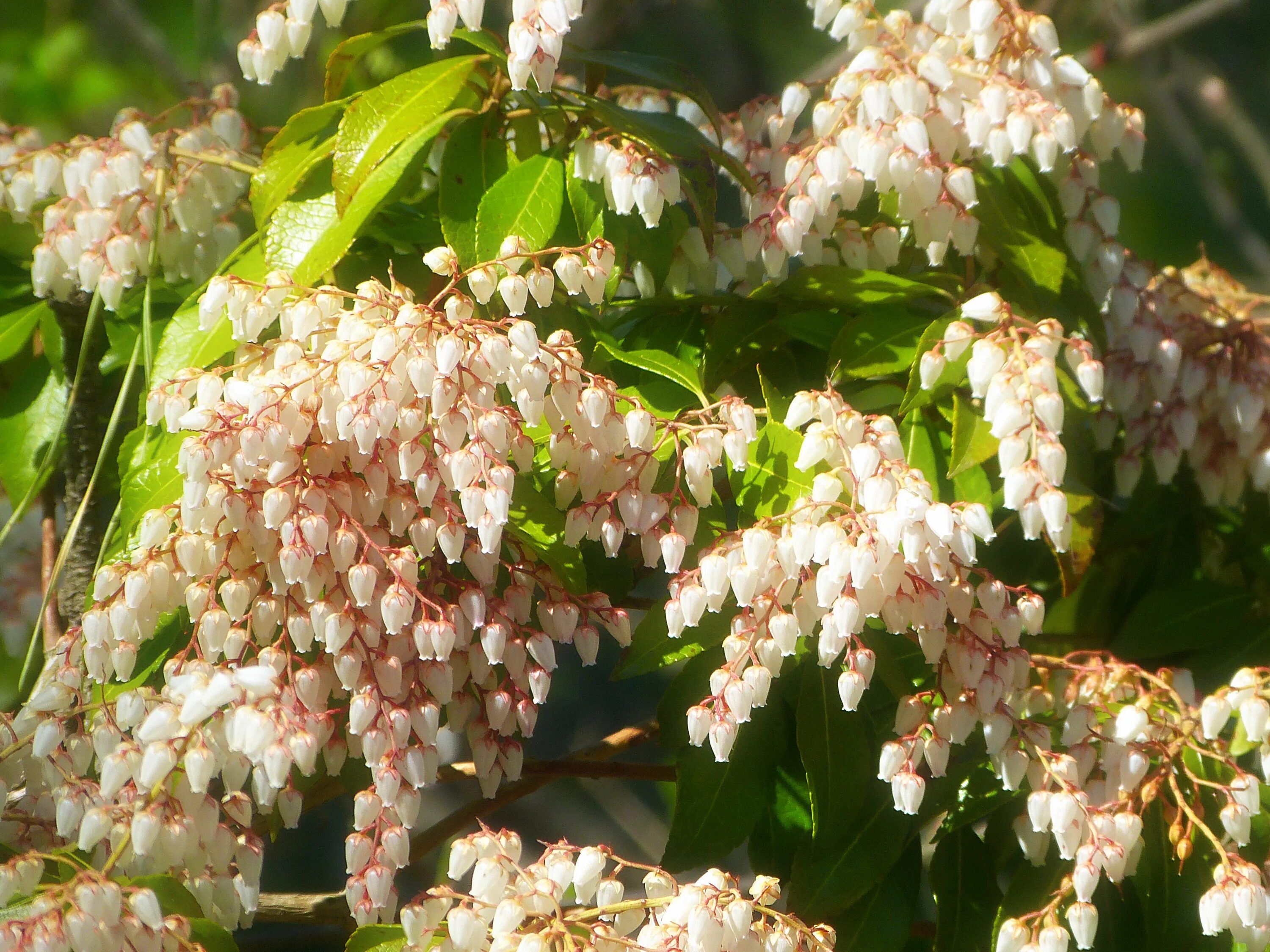 Кустарник цветет белым весной. Кустарник Астерия. Viburnum sieboldii. Азара кустарник. Кустарник Терри.