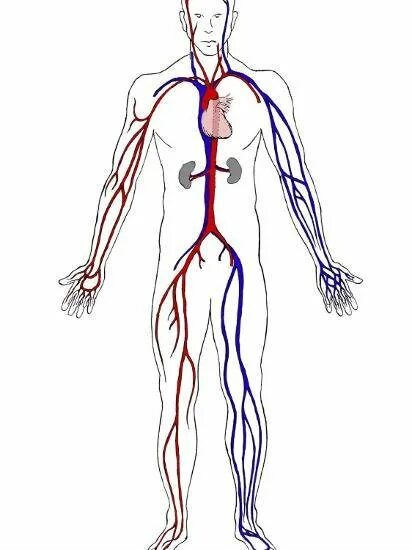 Кровеносная система человека вены и артерии. Кровеносная система человека рисунок. Кровяностная системачеловека. Кровеносная система без надписей. Транскраниальные артерии и вены