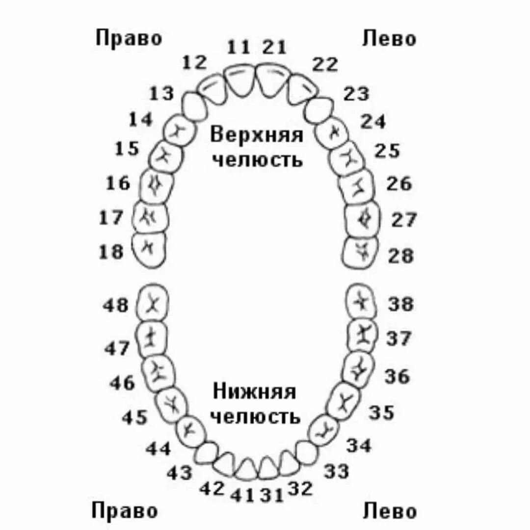 Названия зубов человека. Нумерация зубов в стоматологии схема. Схема зубов человека с нумерацией стоматологии. Нумерация зубов в стоматологии схема у взрослых. Челюсть человека нумерация зубов.