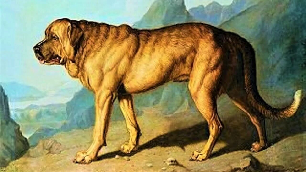 Древнейшая порода. Альпийский мастиф (Alpine Mastiff). Булленбейсер собака. Мастиф булленбейсер. Bullenbeisser вымершие породы собак.