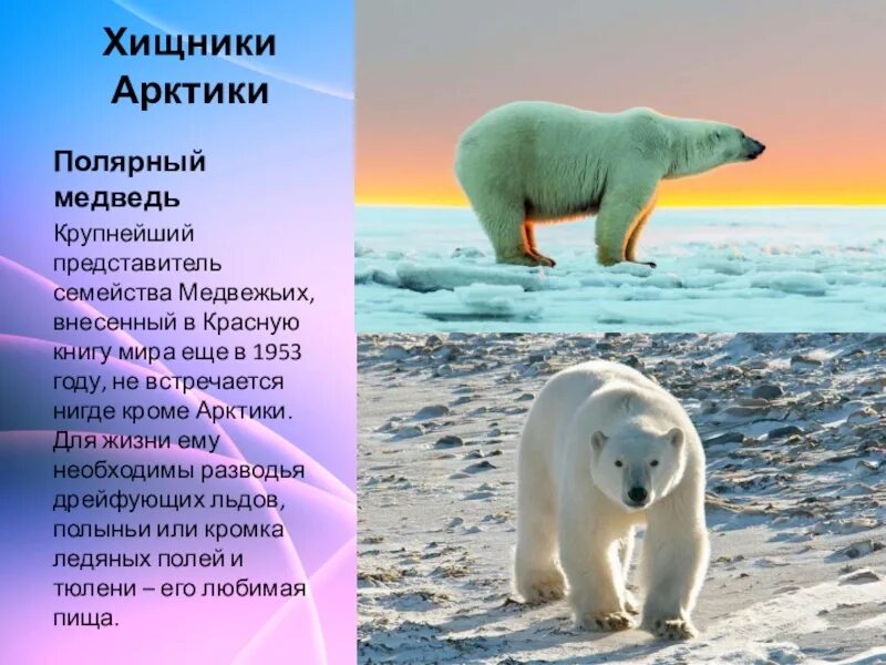 Окружающий мир сообщение о зонах арктических пустынь