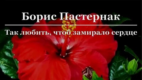 Я цветы полюбил чтоб