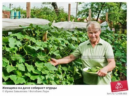 На огороде огурцов
