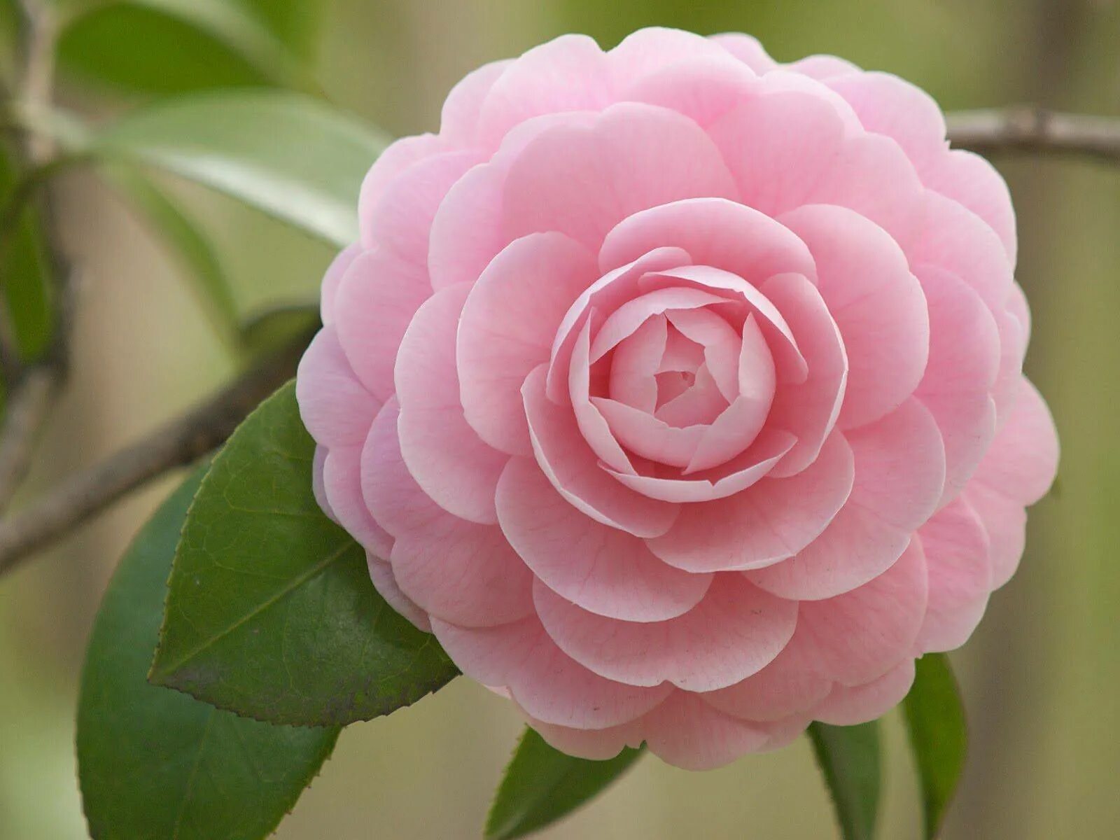 Камелия 2024. Камелия Бономиана. Камелия японская Camellia japonica. Камелия японская комнатная Вильям Бартлетт. Миддлемист Камелия.