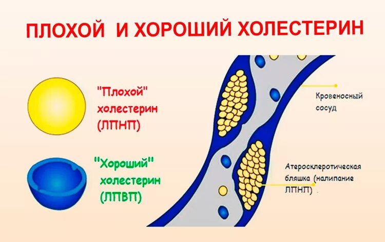 Два холестерина