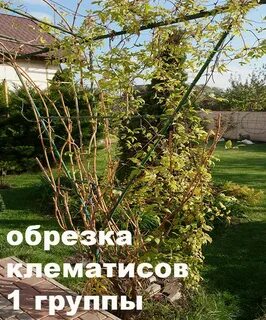 Обрезка клематиса 1 группы