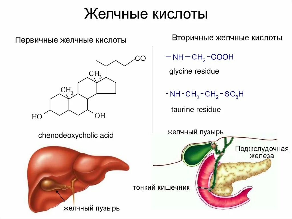 Очищенная желчь