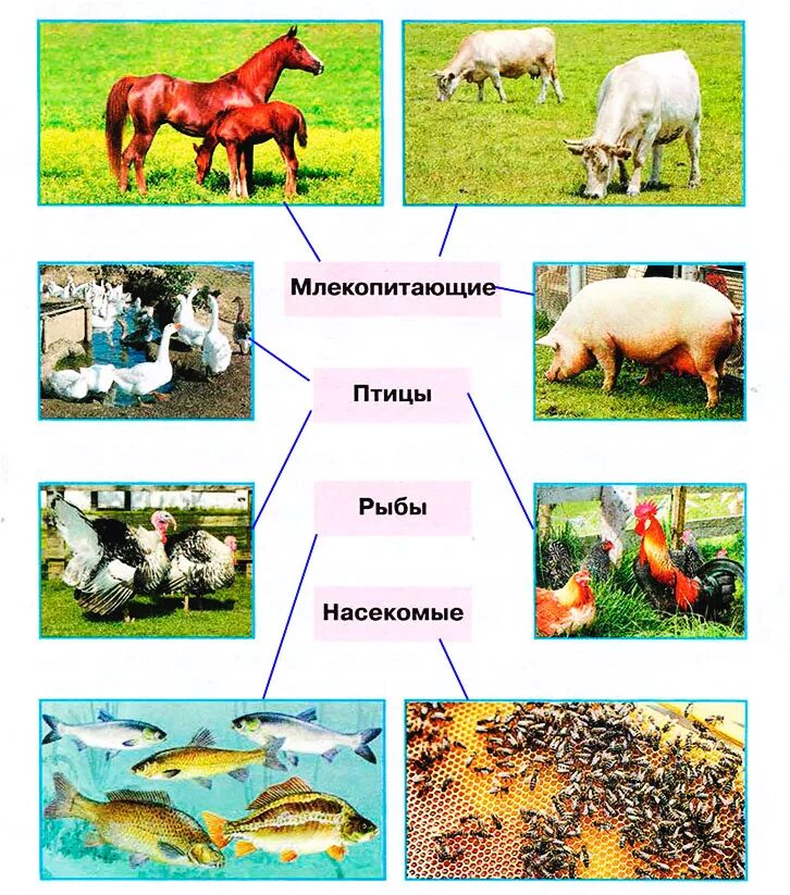 Животноводство 3 класс окружающий мир. Млекопитающие домашние животные. Окружающий мир рабочая тетрадь животноводство. К каким группам относятся эти домашние животные.