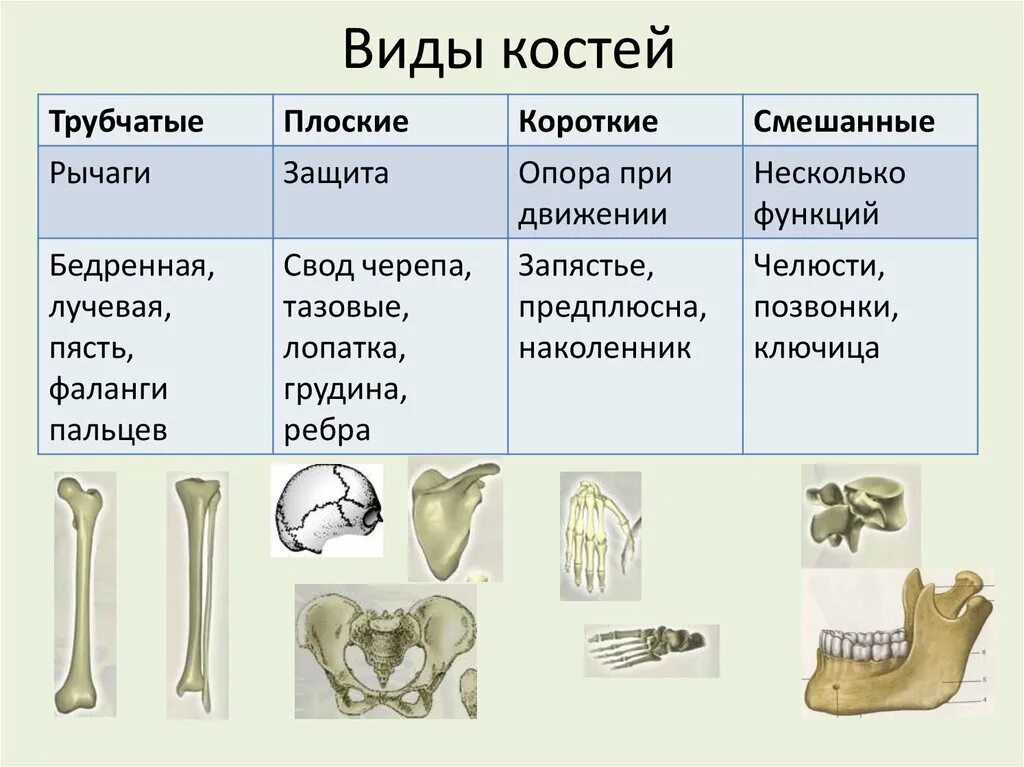 Типы кости 8 класс. Кости скелета и типы костей. Трубчатые кости скелета. .Виды костей и их строение. Скелет.