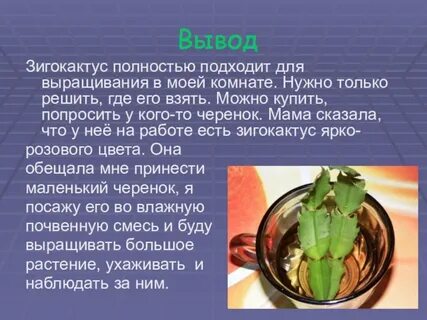 Цветок презентация 6