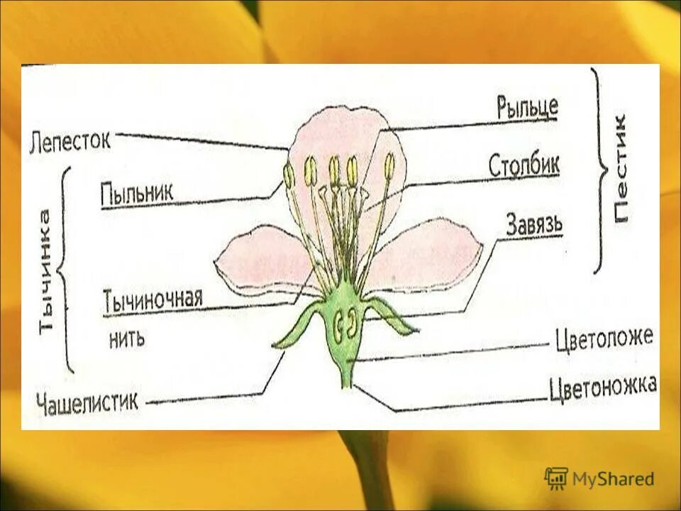 Чашелистик тычиночная нить рыльце покажите стрелками. Строение цветка рыльце. Цветоножка пыльник рыльце. Рыльце лепесток цветоножка. Чашелистик пыльник рыльце у цветка.