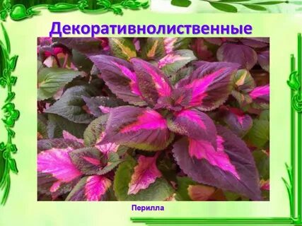 Однолетние декоративно лиственные