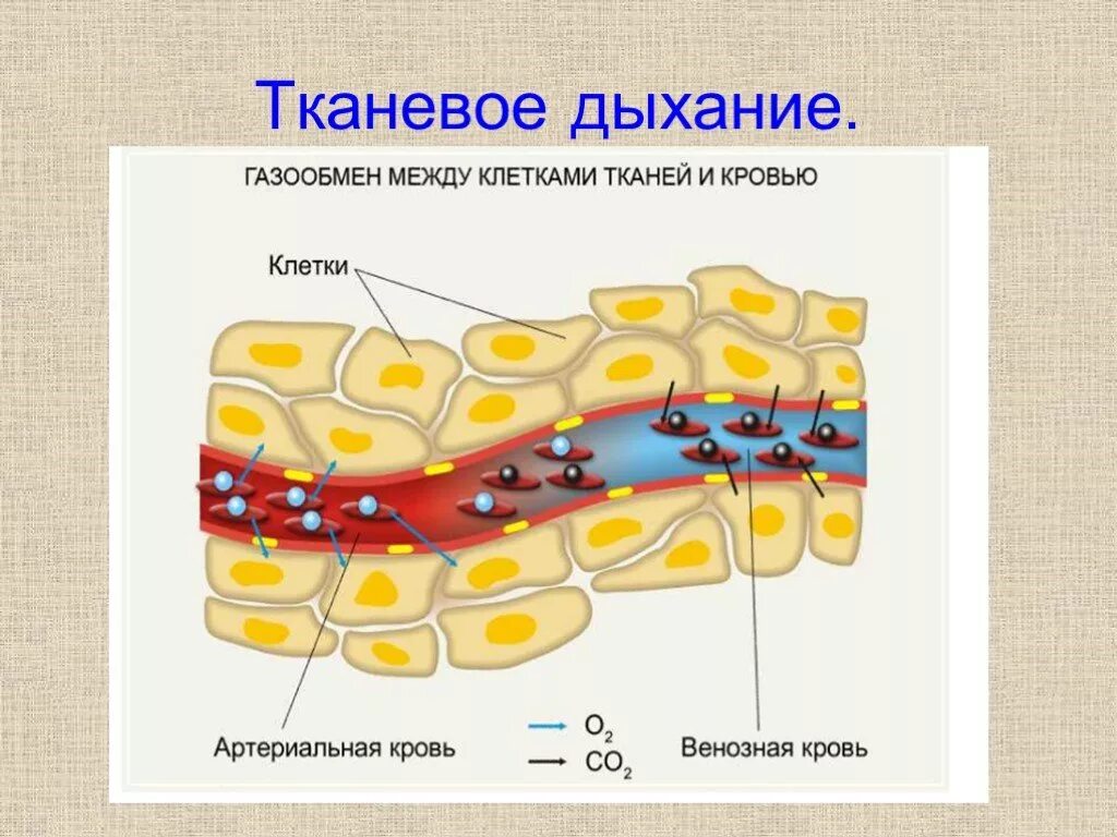 Дыхательную функцию выполняют клетки. Газообмен в лёгких 8 класс биология. Тканевое дыхание это газообмен. Тканевое дыхание анатомия. Тканевое дыхание структура.