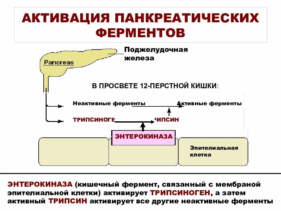 Железы участвующие в процессе пищеварения. Схема активации ферментов поджелудочной железы. Механизм активации ферментов поджелудочной железы схема. Механизм активации ферментов панкреатического сока. Механизм активации протеолитических ферментов поджелудочной железы.