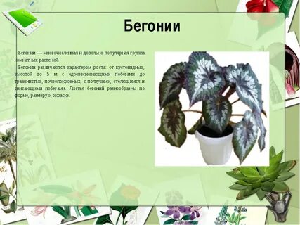 Строение бегонии