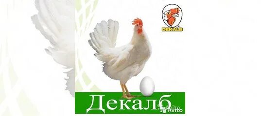 Декалб уран. Цыплята Декалб Уайт. Куры Декалб Уран. Цыплята Декалб Уран.