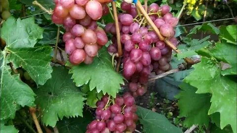 Виноград из франции 4