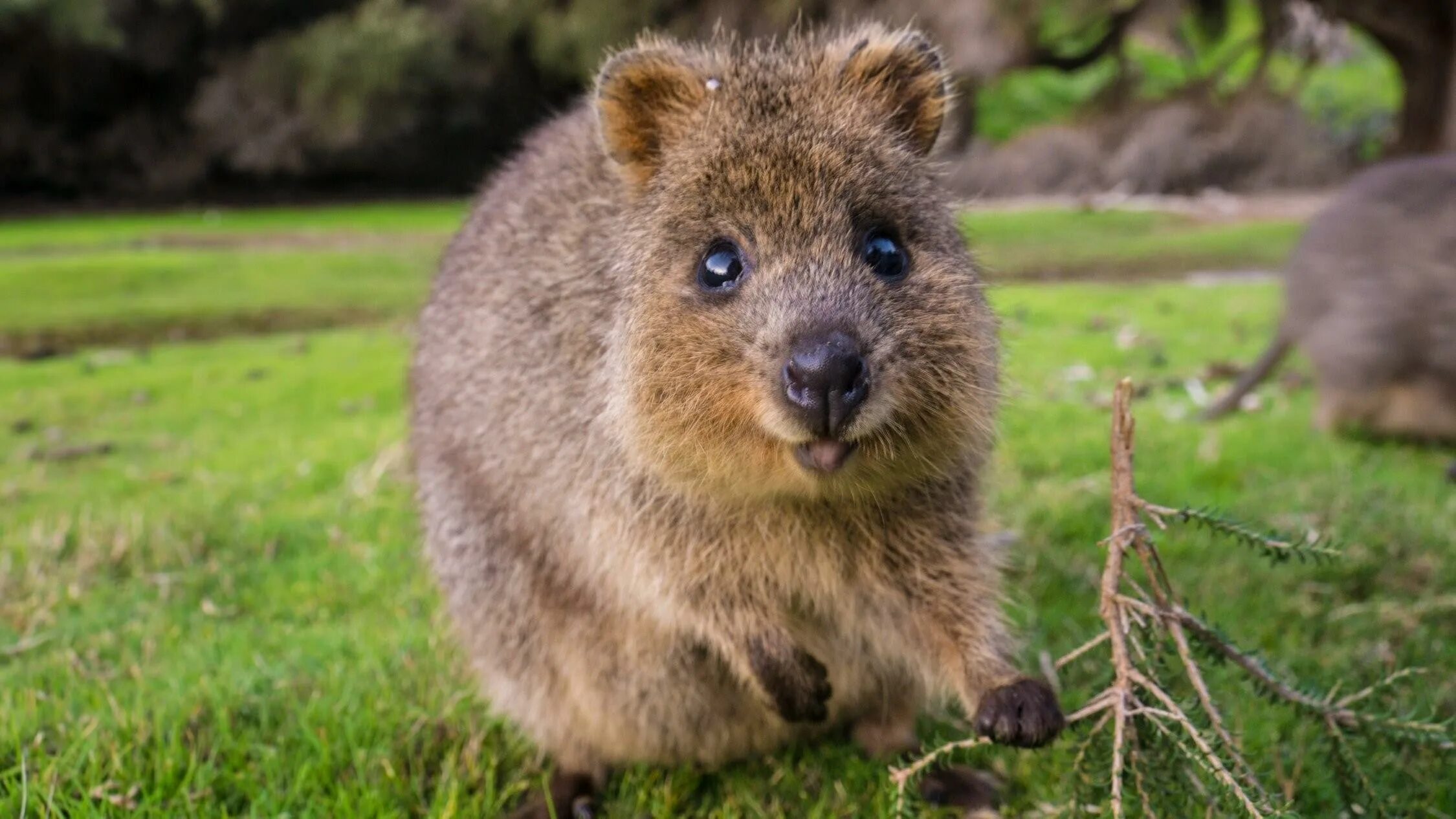 Улыбающие зверьки. Квокка сумчатый зверь. Австралийская кенгуру Квокка. Карликовый кенгуру Квокка. Квокка эндемики Австралии.