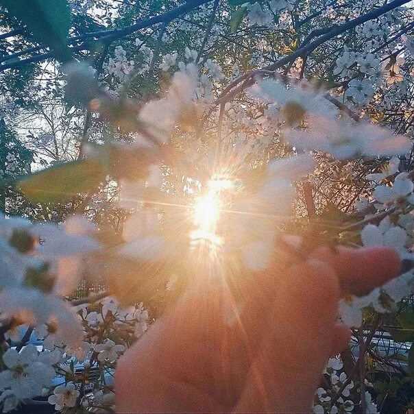 Сойдет солнце. Весеннее солнце. Цветы в солнечных лучах. Лучи солнца весной.