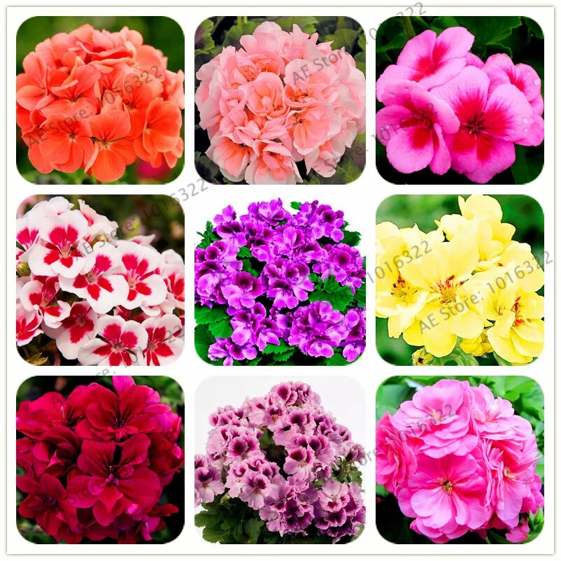 фуксия ампельная семена. интернет магазин многолетники почтой каталог. хризантема рейнбоу твист. цветы почтой интернет магазин наложенным платежом. растения наложенным платежом.