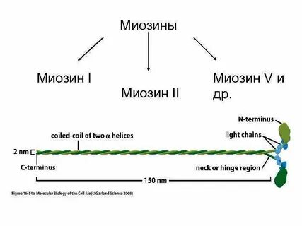 Миозин это
