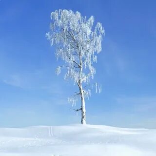 Зимняя береза
