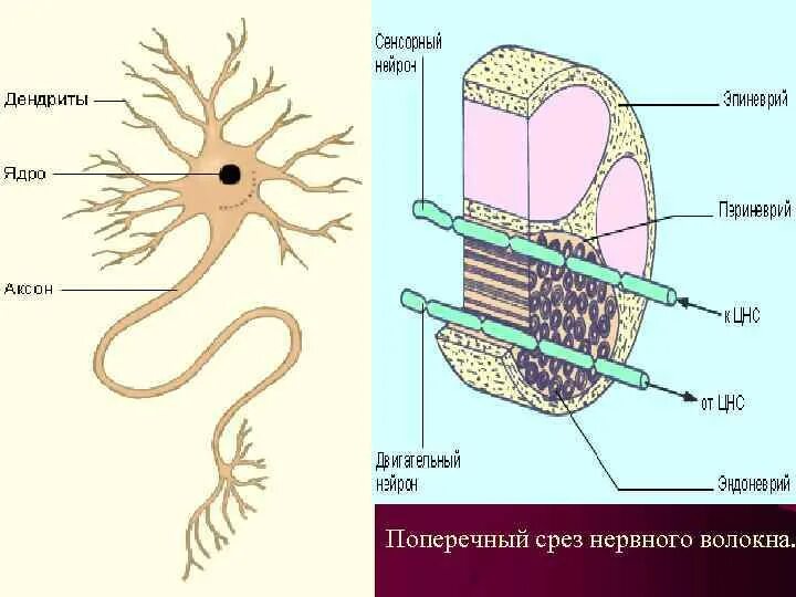 Строение нерва рисунок. Поперечный срез нервного волокна. Поперечный срез нервного волокна схема. Нервные волокна в поперечном разрезе. Строение нервного волокна рисунок.