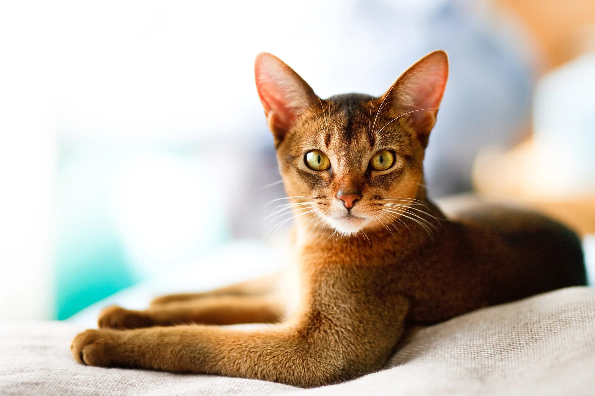 Kittens CFA Abyssinian Cattery Abys Show Cats for Sale Breeders Abyssinian cats,