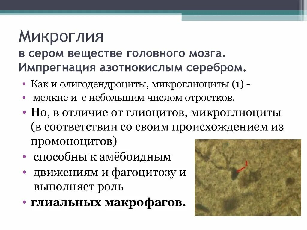Клетки микроглии функции. Микроглия гистология препарат. микроглия строение и функции. микроглия функции.