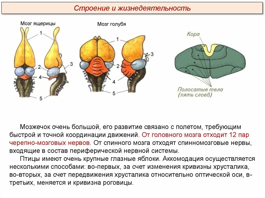 Развитый мозжечок у птиц. Нервная система система птиц. Головной мозг птиц строение и функции. Головной мозг птицы схема. Строение головного мозга рептилий.