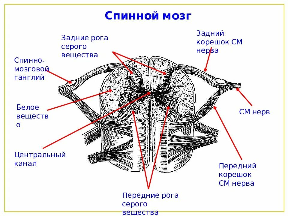 Участки спинного мозга. Строение спинного мозга неврология. строение спинного мозга сбоку. строение заднего рога спинного мозга. анатомия спинного мозга неврология.