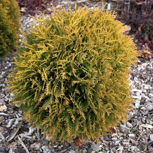 Туя меняет цвет. Туя Западная Мириам. Туя (Thuja) Западная Мириам. Туя шаровидная Мириам.. Туя occidentalis Mirjam.