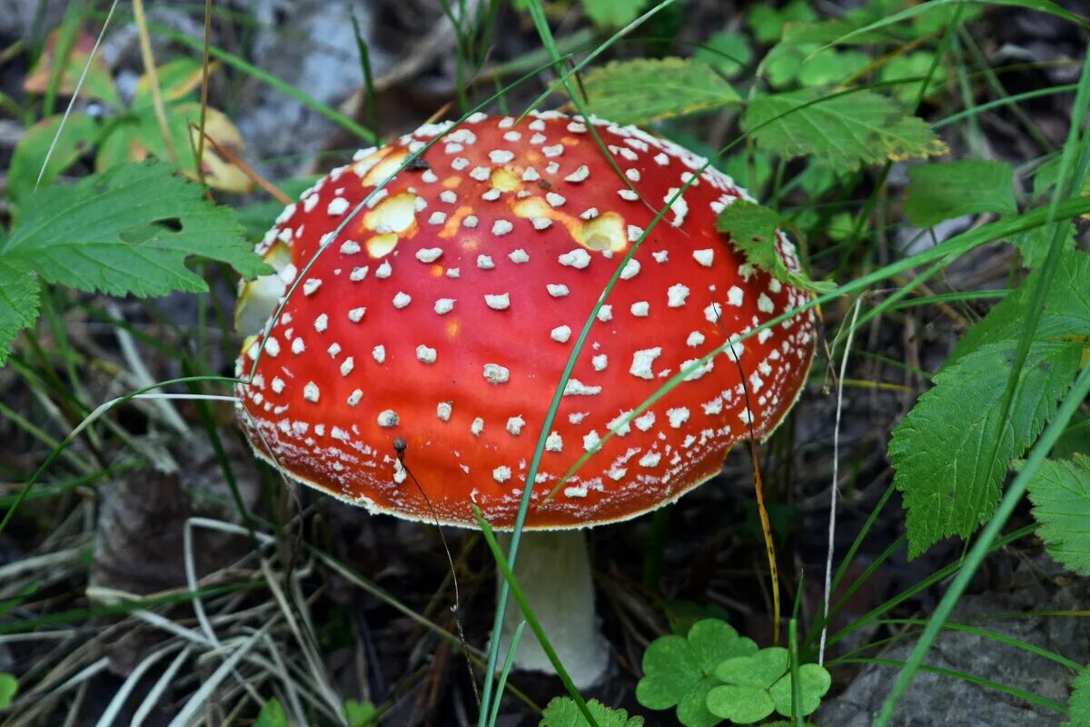 гриб красавчик фото. зима трутовик серно-жёлтый. горянки грибы фото. горянка гриб съедобный. гриб красавец.