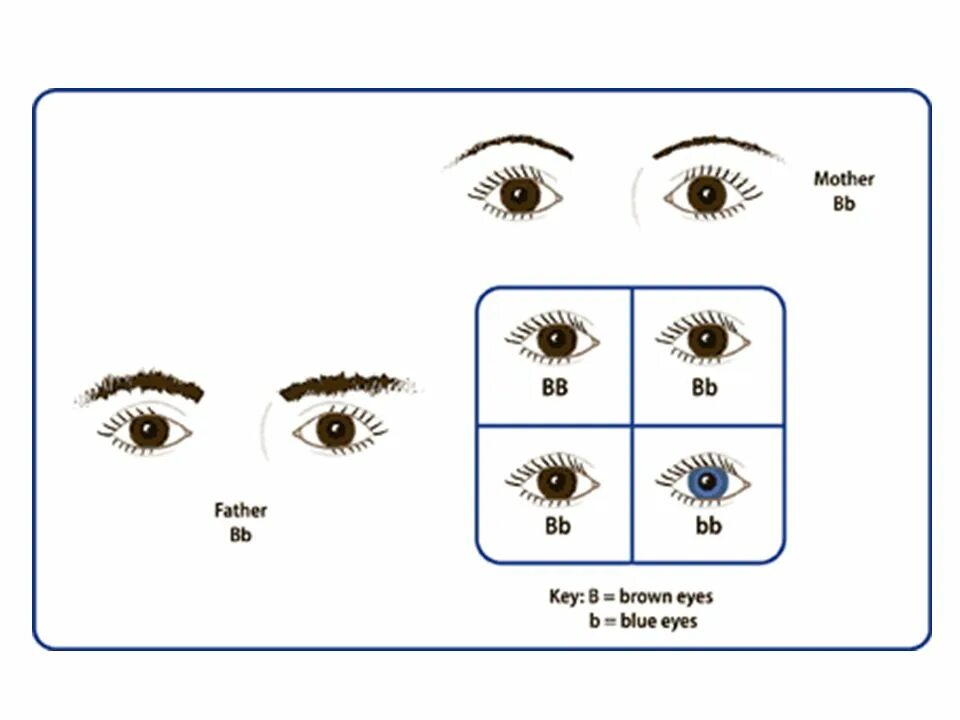 Цвет глаз таблица наследственности. Наследование цвета глаз. Схема наследования цвета глаз у человека. Генетическое наследование цвета глаз.