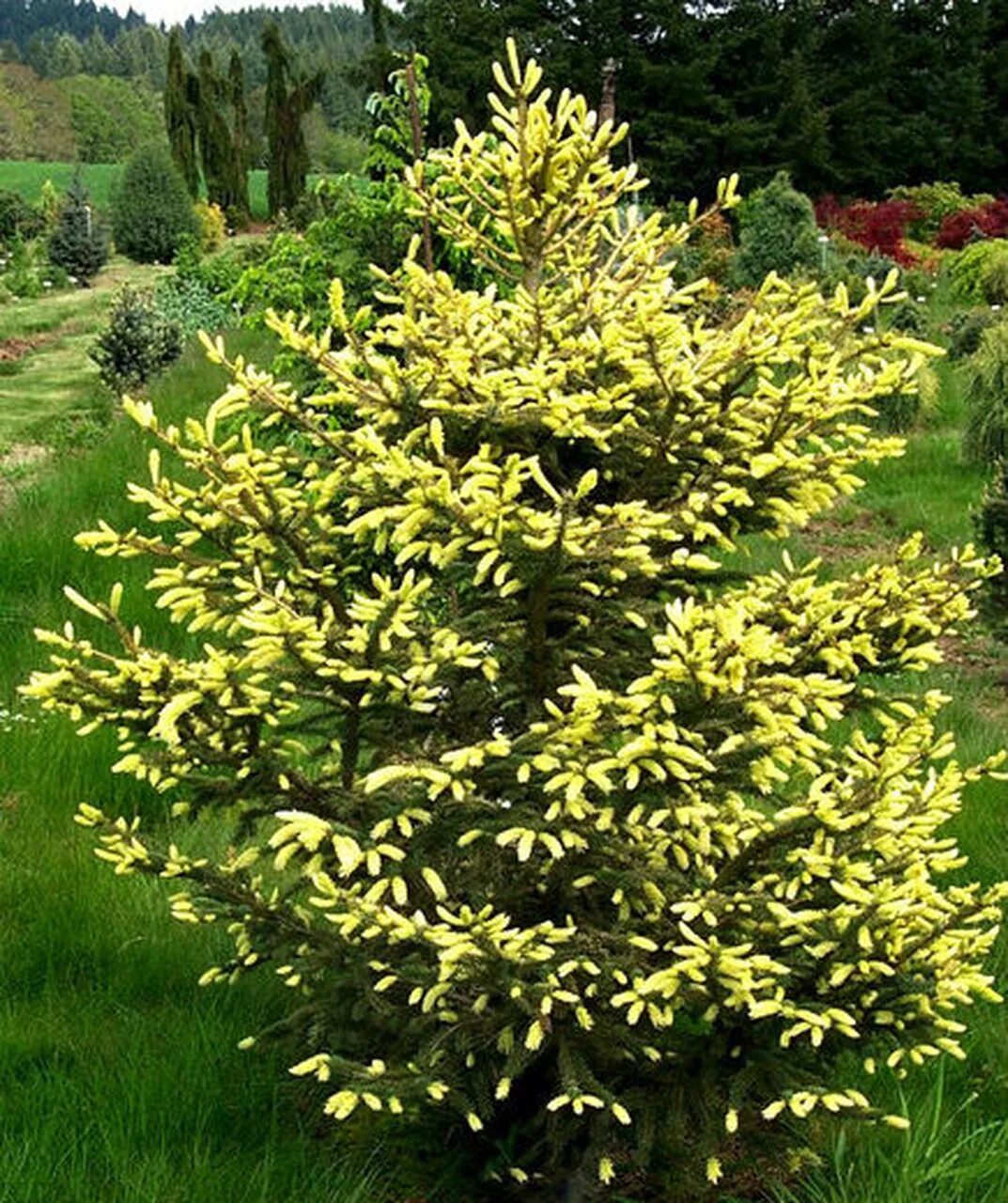 Picea aurea. Ель обыкновенная ауреа. ель сербская ауреа. ель ауреа (aurea). ель обыкновенная aurea.