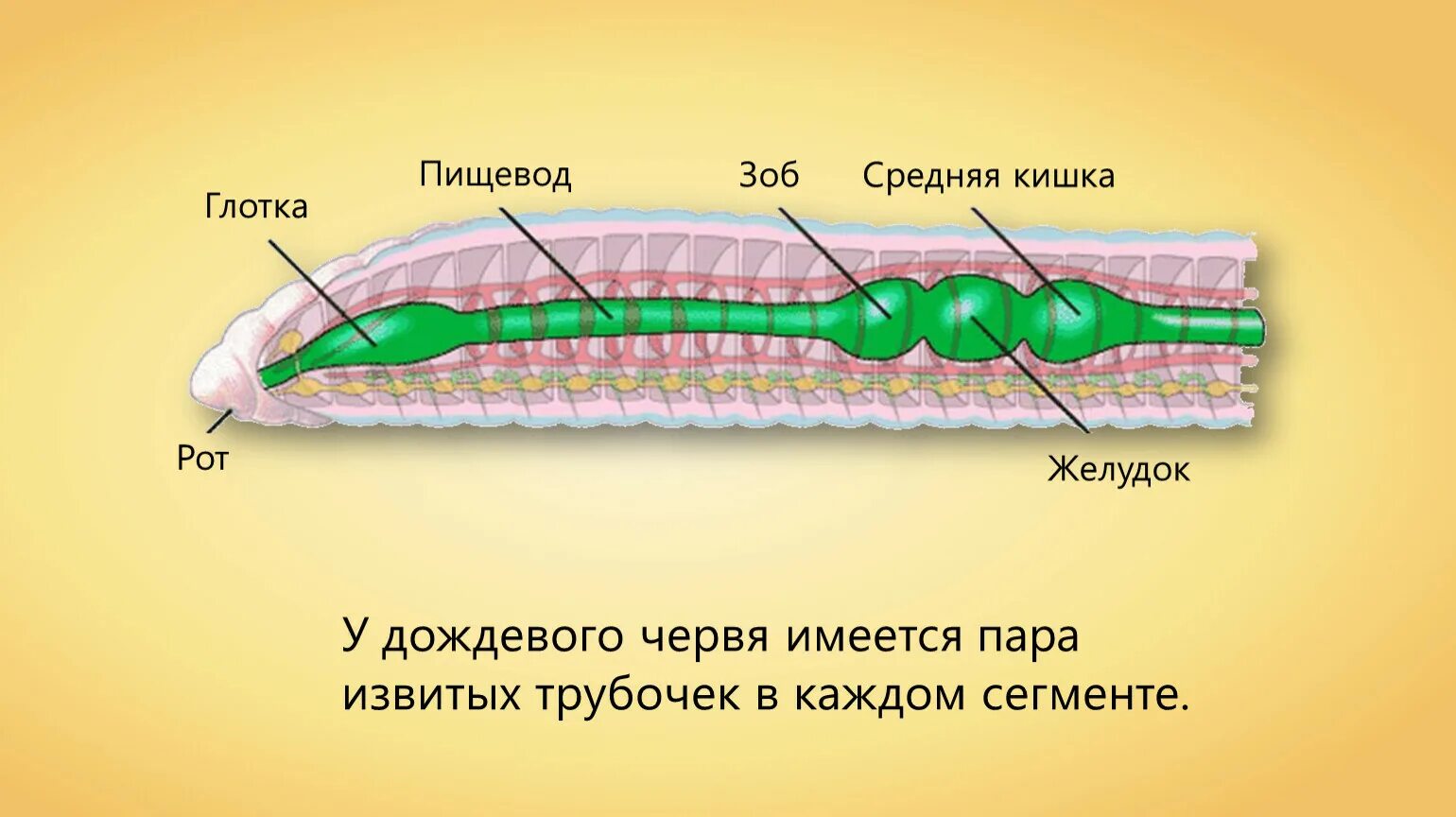 У круглых червей отсутствует. Пищеварительная система червя. Отделы пищеварительной системы дождевого червя. Органы пищеварительной системы у круглых червей. Пищеварительная система круглых червей рисунок.