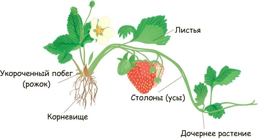 Куда ус