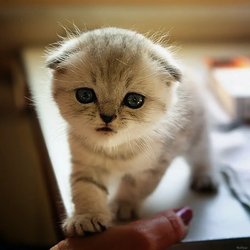 смешные домики. удивленные животные. смешной. кот подмигивает. поставь говорящие животные.