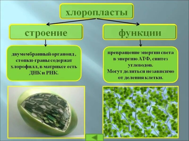 Функция хлоропластов в растительной клетке. Хлоропласты строение и функции. Строение хлоропласта растительной клетки 5 класс. Хлоропласт структура и функции. Какая функция пластид