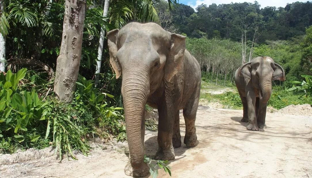 Elephant пхукет. Слоновья ферма Пхукет. Элефант Джангл Пхукет. Слоновий парк Пхукет. Таиланд Пхукет слоны.