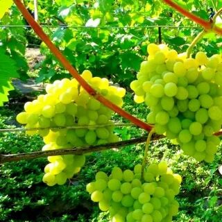 Виноград главная
