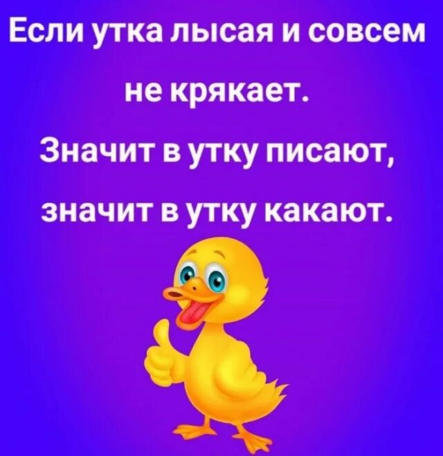 Выглядит как утка крякает как утка. Утка крякает. если утка лысая и совсем не крякает. настроение в утятах. лысый утенок.