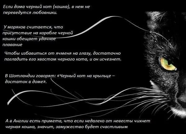 Почему умирают кошки приметы. Черный кот примета. приметы о чёрных кошках.