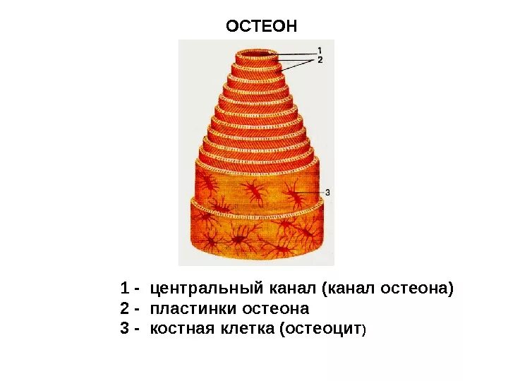 Структурная единица кости. Строение остеона биология 8 класс. Строение остеона рисунок. Строение остеона анатомия. Остеон функции.