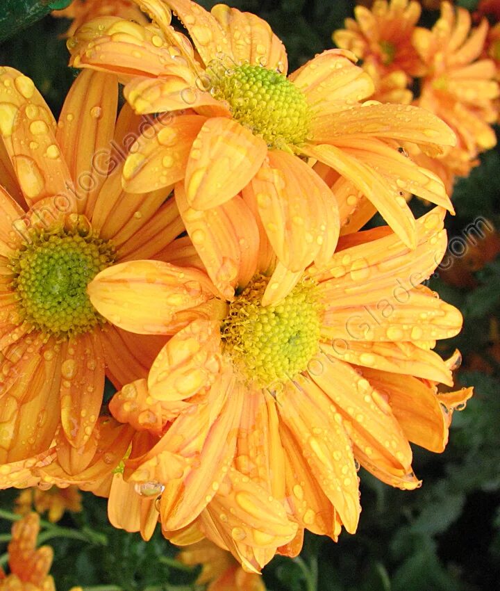 Хризантема корейская рейган. Хризантема сорт рейган. Хризантема рейган. Хризантема корейская рейган. Хризантема сорт рейган.