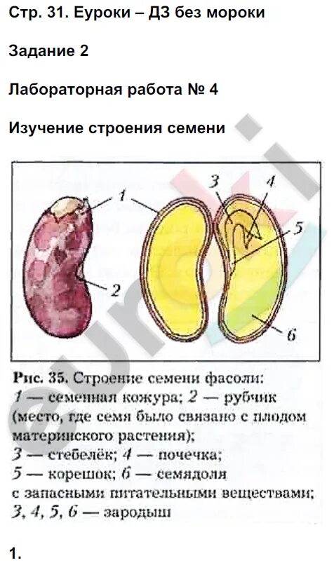 Лабораторная работа биология 6 класс фасоль. Лабораторная работа строение семени фасоли. Изучение строения семени фасоли. Лабораторная работа изучение строения семени фасоли. Семена фасоли лабораторная работа.