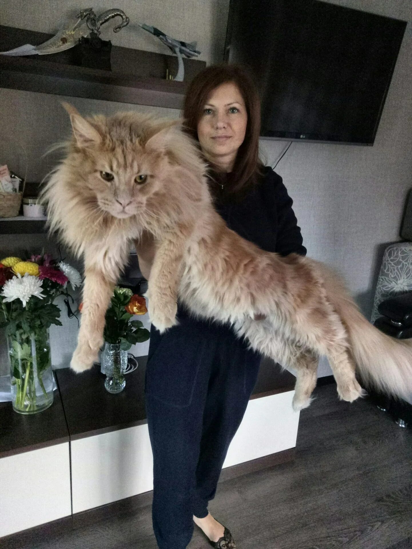 Порода мейн кун. Мэйл кункошка. Американский мейн кун. Мейн-кун. Крупные коты мейн кун.
